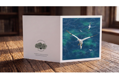 Gannet Bempton Cliffs